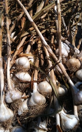 garlic on the stalk