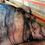 Pork Pork