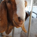 Goat Goat