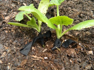 vine borer 2